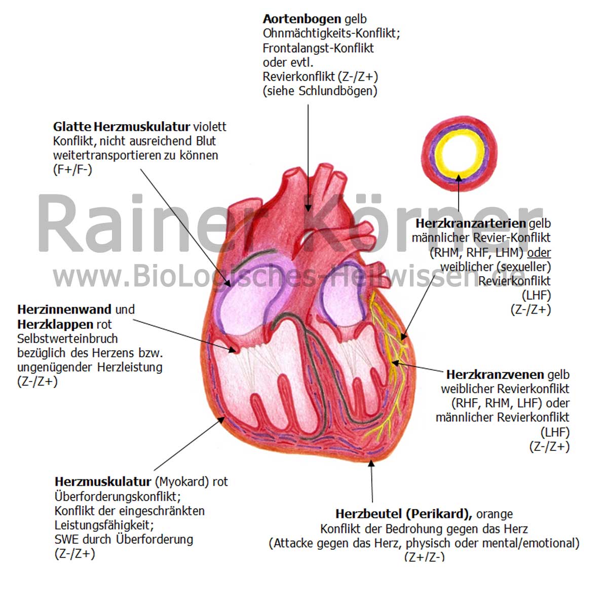 Herz BioLogisches Heilwissen